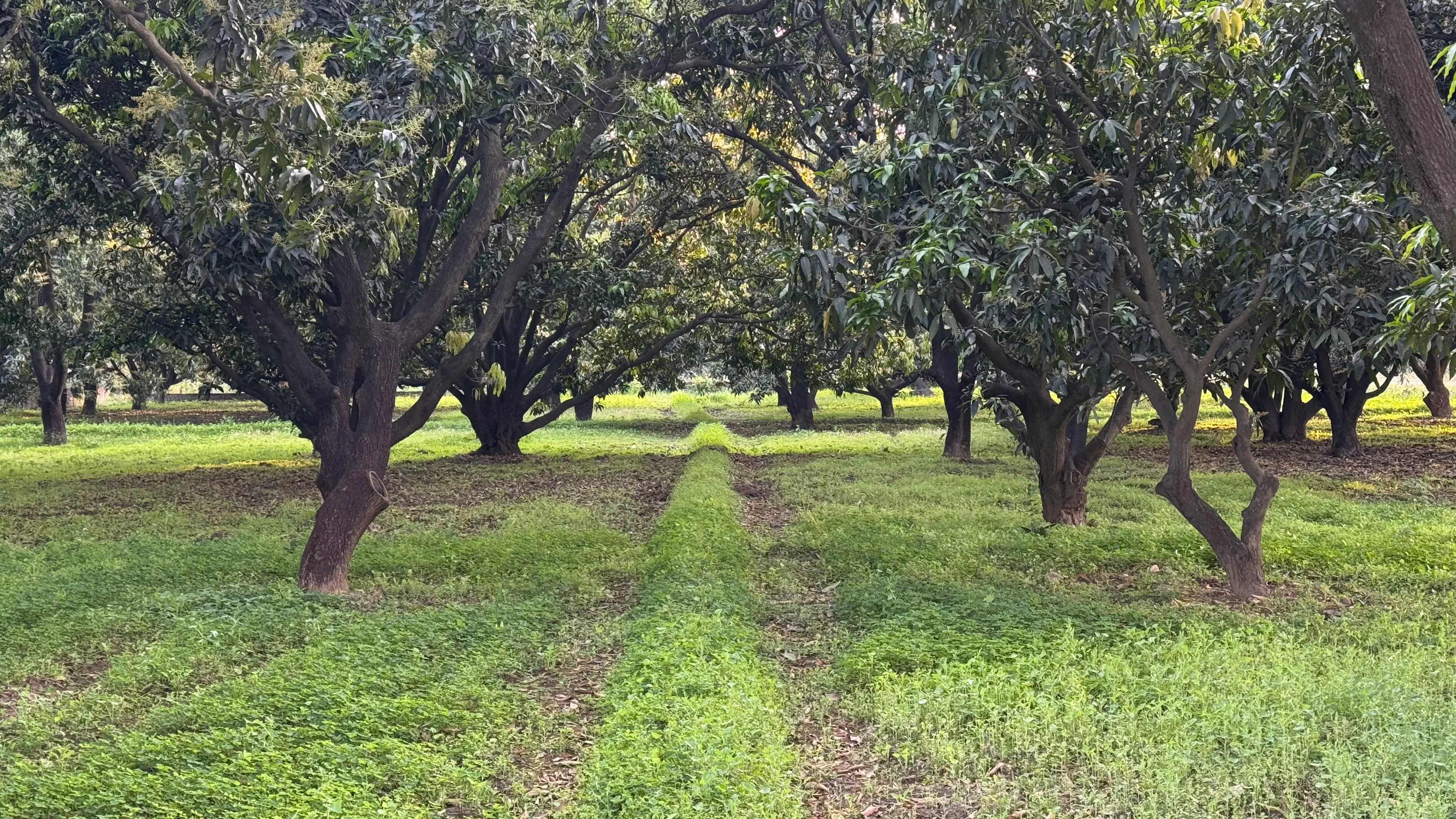 Amravan Farm, Moradabad