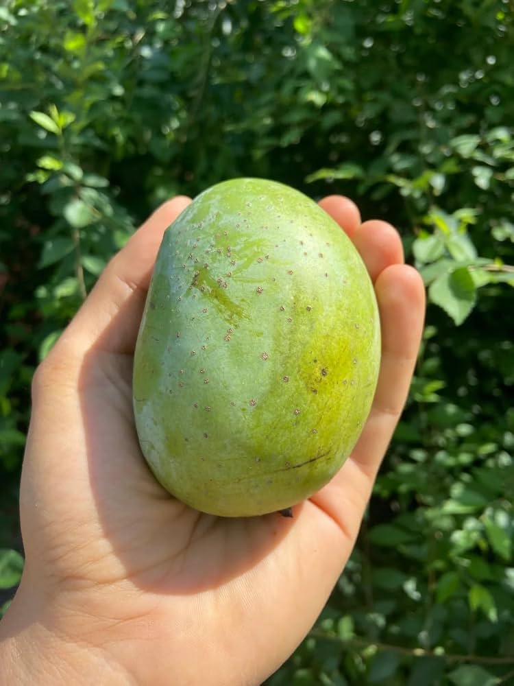 Langra mangoes
